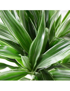 DRACAENA FRAGRANS 'WARNECKII' Diametro vaso 24 cm 2