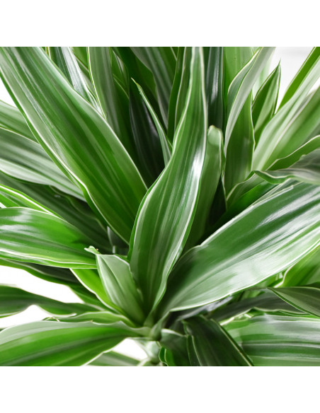 DRACAENA FRAGRANS 'WARNECKII' Diametro vaso 24 cm