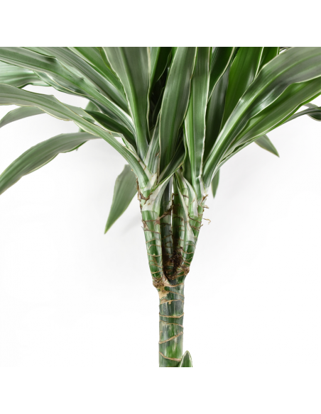 DRACAENA FRAGRANS 'WARNECKII' Diametro vaso 24 cm