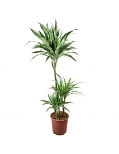 DRACAENA FRAGRANS 'WARNECKII' Diametro vaso 24 cm