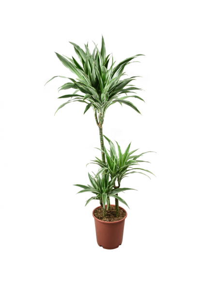 DRACAENA FRAGRANS 'WARNECKII' Diametro vaso 24 cm