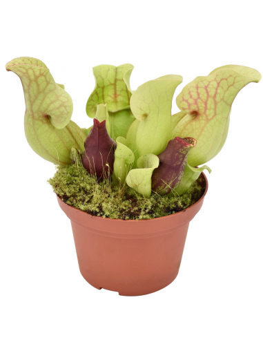 SARRACENIA 'VENOSA RED' diametro vaso 12 cm (P. Carnivora)