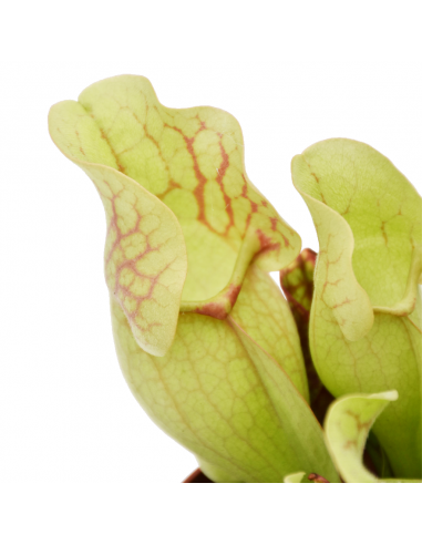 SARRACENIA 'VENOSA RED' diametro vaso 12 cm (P. Carnivora)