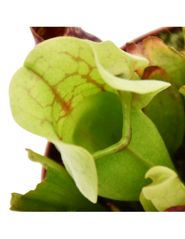 SARRACENIA 'VENOSA RED' diametro vaso 12 cm (P. Carnivora)
