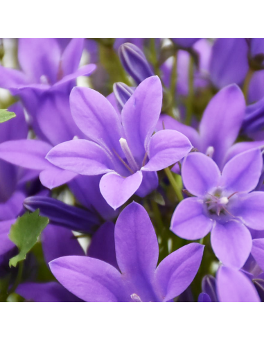 Campanula Portenschlagiana Ø 14 cm: Un Tappeto di Fiori Blu