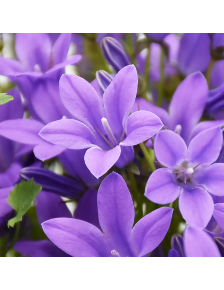 CAMPANULA 'PORTENSCHLAGIANA' diametro vaso 14 cm