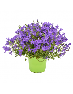 CAMPANULA 'PORTENSCHLAGIANA' diametro vaso 14 cm