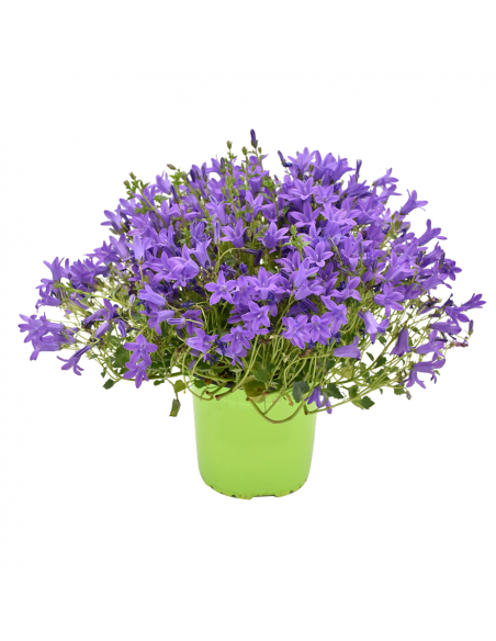 CAMPANULA 'PORTENSCHLAGIANA' diametro vaso 14 cm