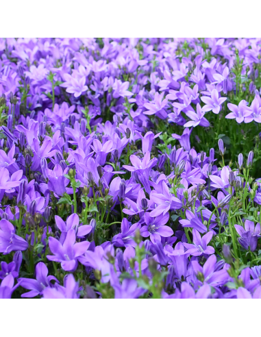 Campanula Portenschlagiana Ø 14 cm: Un Tappeto di Fiori Blu