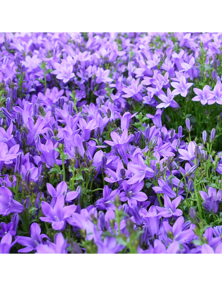 CAMPANULA 'PORTENSCHLAGIANA' diametro vaso 14 cm
