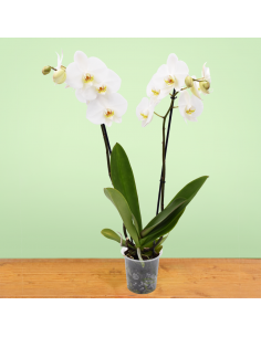 ORCHIDEA PHALAENOPSIS LEEDS - 2 STELI diametro vaso 12 cm 2