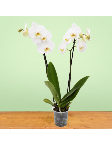 ORCHIDEA PHALAENOPSIS LEEDS - 2 STELI diametro vaso 12 cm