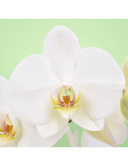ORCHIDEA PHALAENOPSIS LEEDS - 2 STELI diametro vaso 12 cm