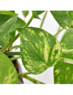 Pothos (EPIPREMNUM EPIPREMNUM HANGING) diametro vaso 14 cm 2
