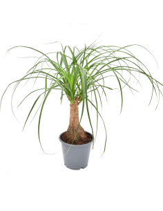 NOLINA RECURVATA "Mangiafumo"  vaso 14 cm