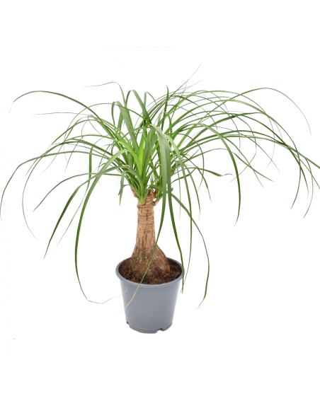 NOLINA RECURVATA "Mangiafumo"  vaso 14 cm