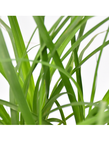 NOLINA RECURVATA "Mangiafumo"  vaso 14 cm