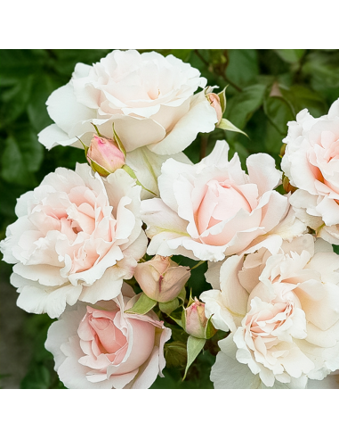 Rosa Constanze Mozart Vaso 18 cm: Profumo e Eleganza Unica