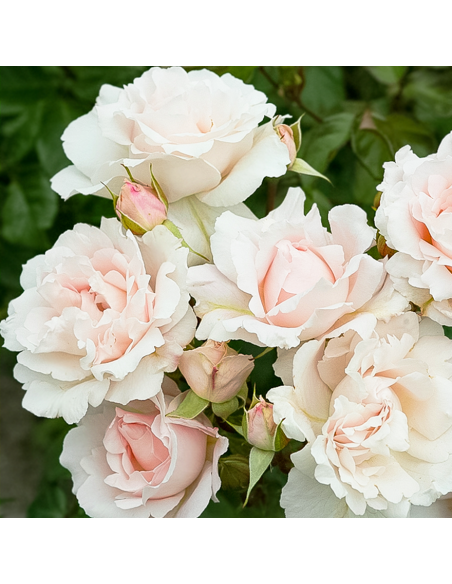 Rosa Constanze Mozart Vaso 18 cm: Profumo e Eleganza Unica