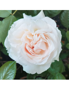Rosa Constanze Mozart Vaso 18 cm: Profumo e Eleganza Unica