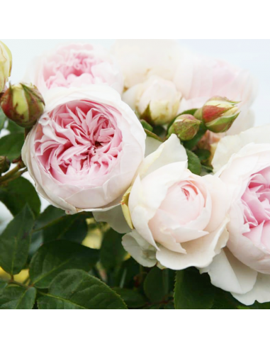 Rosa Herzogin Christiana Vaso 18 cm: Profumo e Fascino Pink