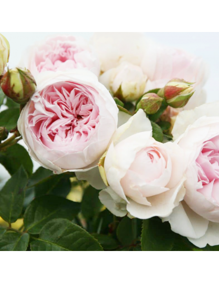 Rosa Herzogin Christiana Vaso 18 cm: Profumo e Fascino Pink