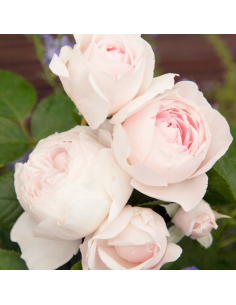 Rosa Herzogin Christiana Vaso 18 cm: Profumo e Fascino Pink