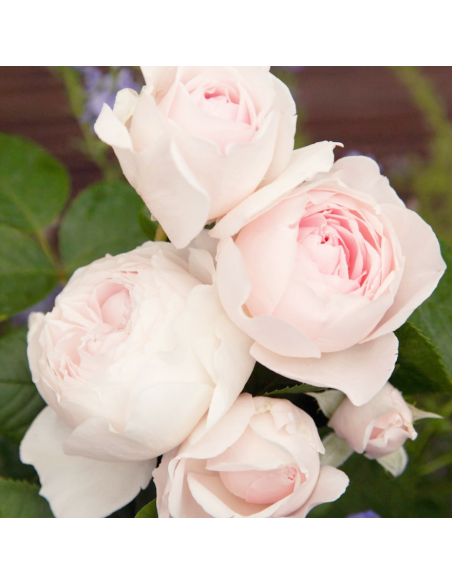 Rosa Herzogin Christiana Vaso 18 cm: Profumo e Fascino Pink
