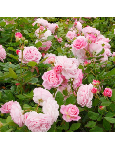 ROSA 'ROSENGRAFIN MARIE HENRIETTE' vaso 18 cm 2