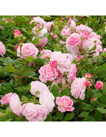 ROSA 'ROSENGRAFIN MARIE HENRIETTE' vaso 18 cm
