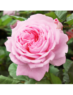 ROSA 'ROSENGRAFIN MARIE HENRIETTE' vaso 18 cm