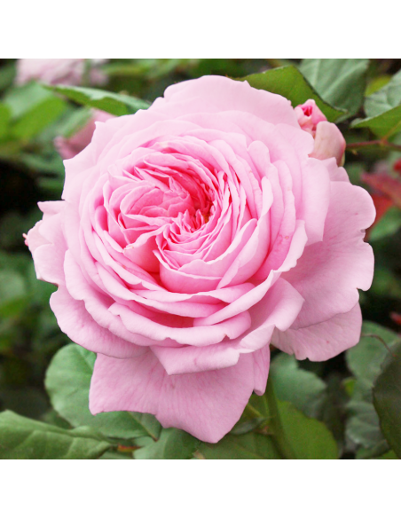 ROSA 'ROSENGRAFIN MARIE HENRIETTE' vaso 18 cm