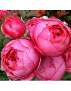 ROSA 'GARTENPRINZESSIN MARIE-JOSE' vaso 18 cm