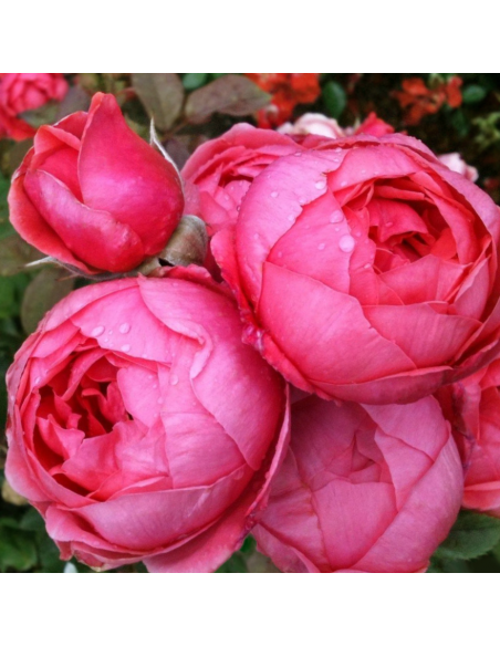 ROSA 'GARTENPRINZESSIN MARIE-JOSE' vaso 18 cm