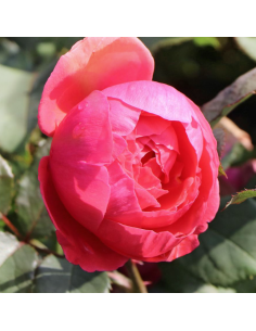 ROSA 'GARTENPRINZESSIN MARIE-JOSE' vaso 18 cm 2