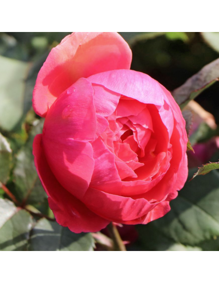 ROSA 'GARTENPRINZESSIN MARIE-JOSE' vaso 18 cm