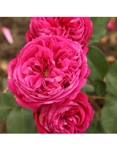 Rosa Freifrau Caroline V. 18 cm: profumo intenso e violetto 2