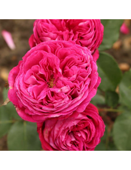 Rosa Freifrau Caroline V. 18 cm: profumo intenso e violetto