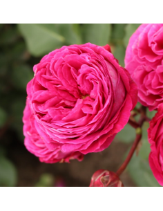 Rosa Freifrau Caroline V. 18 cm: profumo intenso e violetto