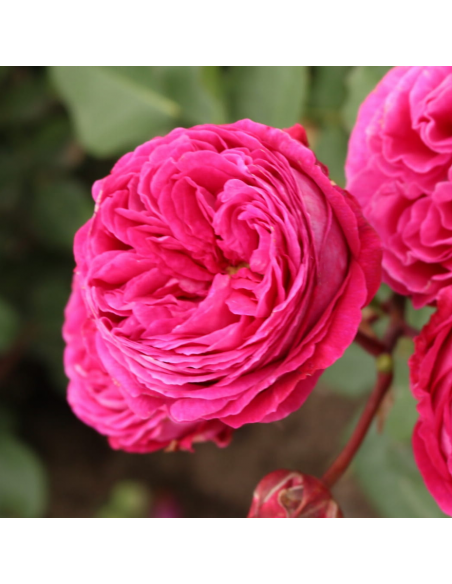 Rosa Freifrau Caroline V. 18 cm: profumo intenso e violetto