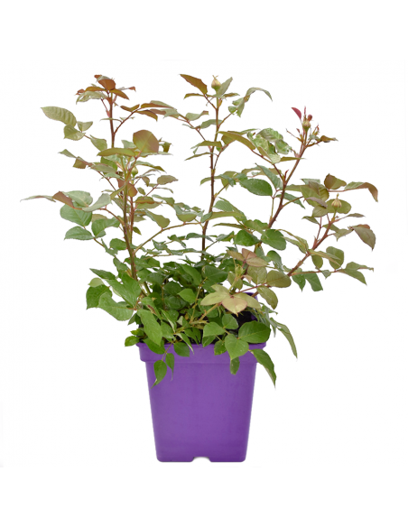 Rosa Freifrau Caroline V. 18 cm: profumo intenso e violetto