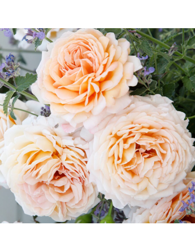 Rosa Grossherzogin Luise Vaso 18 cm: Eleganza Albicocca