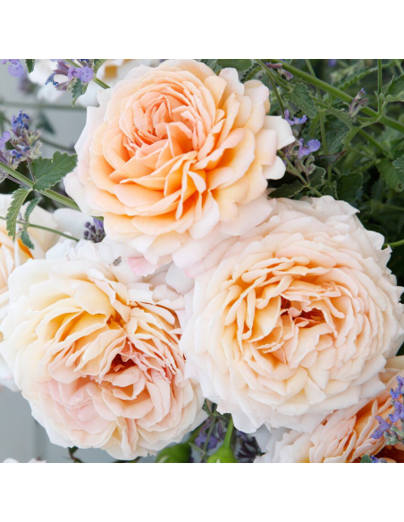 Rosa Grossherzogin Luise Vaso 18 cm: Eleganza Albicocca