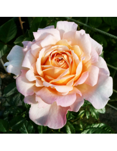 Rosa Grossherzogin Luise Vaso 18 cm: Eleganza Albicocca