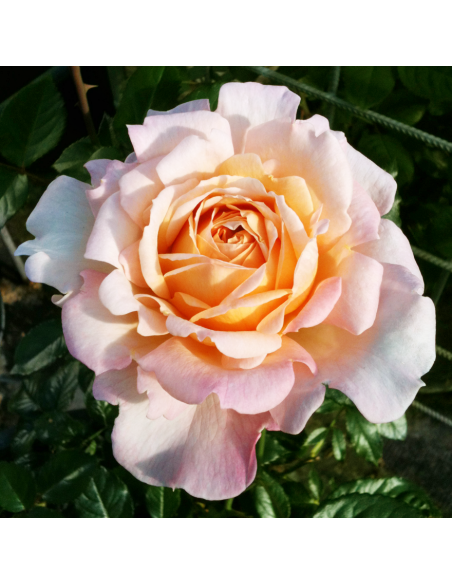 Rosa Grossherzogin Luise Vaso 18 cm: Eleganza Albicocca