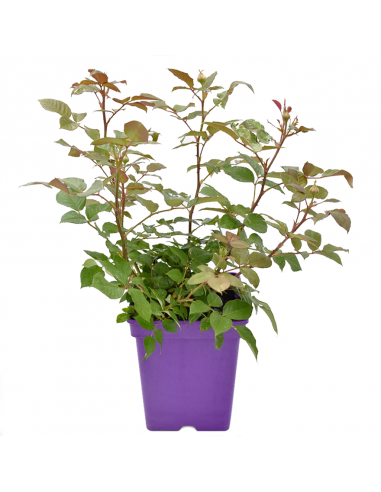 Rosa Grossherzogin Luise Vaso 18 cm: Eleganza Albicocca