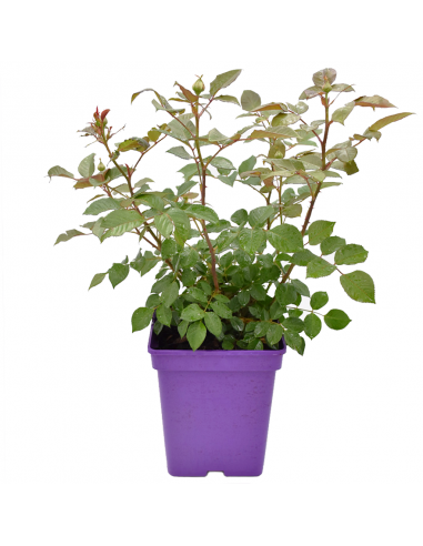Rosa Herzogin Christiana Vaso 18 cm: Profumo e Fascino Pink