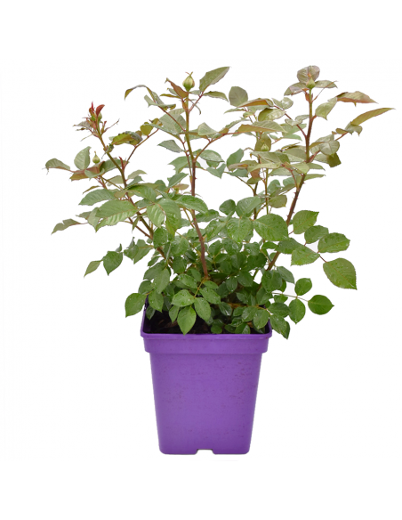 Rosa Herzogin Christiana Vaso 18 cm: Profumo e Fascino Pink