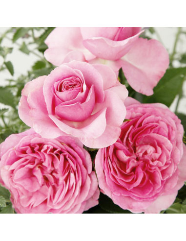 Rosa Königin Marie Vaso 18 cm: Profumo Intenso Rosa Regale