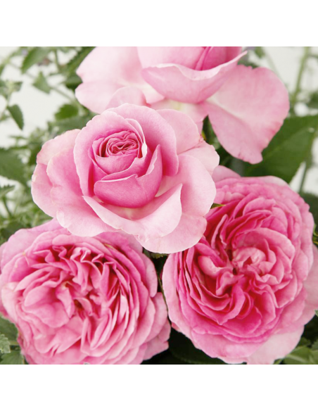 Rosa Königin Marie Vaso 18 cm: Profumo Intenso Rosa Regale